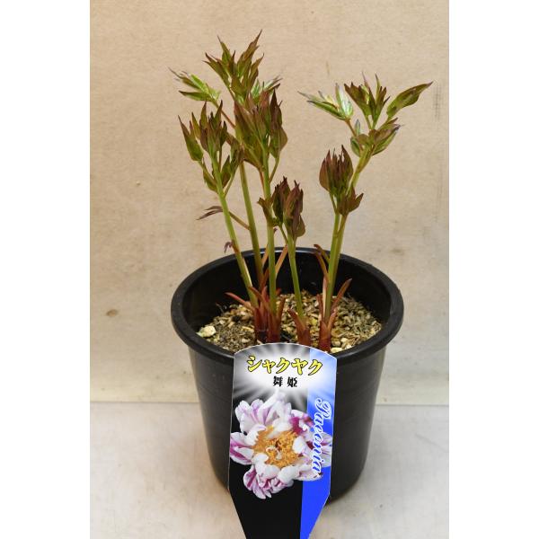 シャクヤク 舞姫 5号鉢 芍薬 : 金井園芸 - 通販 - Yahoo!ショッピング