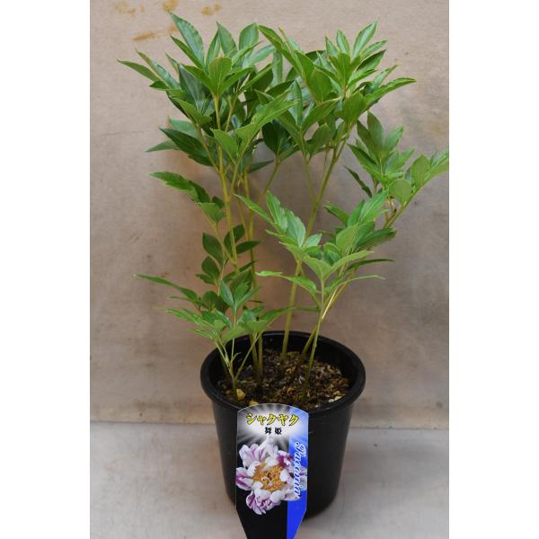 シャクヤク 舞姫 5号鉢 芍薬 : 金井園芸 - 通販 - Yahoo!ショッピング