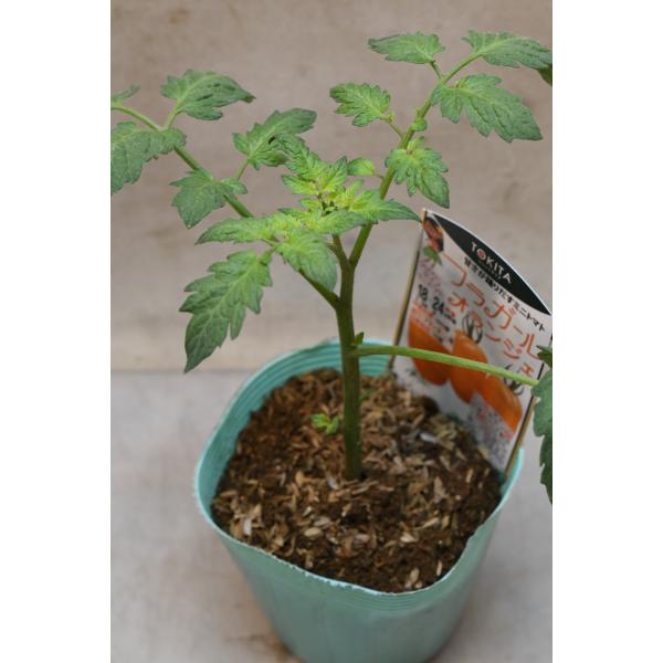 ミニトマト フラガール オランジェ 自根苗 野菜苗 家庭菜園 : 金井園芸
