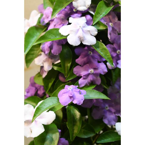 ニオイバンマツリ タワー仕立て 6号鉢 花木 : 金井園芸 - 通販 - Yahoo