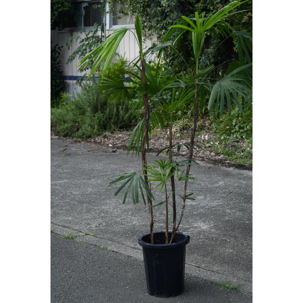 シュロチク 10号鉢 棕櫚竹 観葉植物 庭木 : 金井園芸 - 通販 - Yahoo