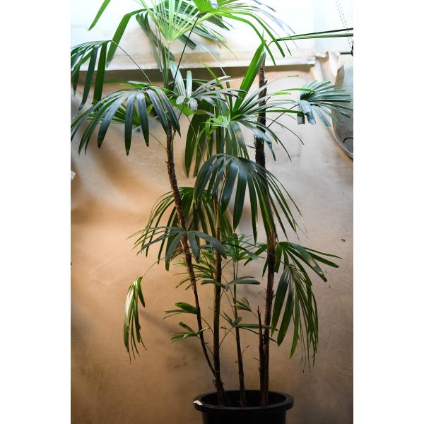 シュロチク 10号鉢 棕櫚竹 観葉植物 庭木 : 金井園芸 - 通販 - Yahoo