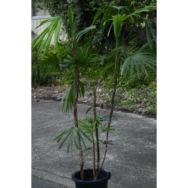 シュロチク 10号鉢 棕櫚竹 観葉植物 庭木 : 金井園芸 - 通販 - Yahoo