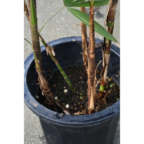 シュロチク 10号鉢 棕櫚竹 観葉植物 庭木 : 金井園芸 - 通販 - Yahoo