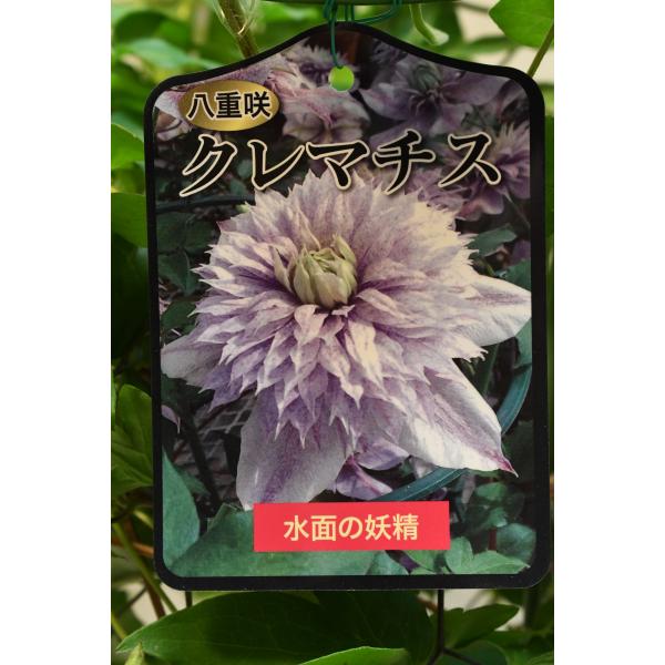クレマチス 水面の妖精 5号鉢 : 金井園芸 - 通販 - Yahoo!ショッピング