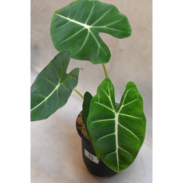 アロカシア グリーンベルベット 4号鉢 観葉植物 : 金井園芸 - 通販