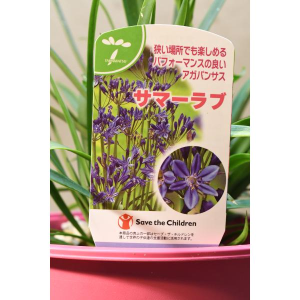 斑入りギンバイカとアガパンサス セットご確認用 ご購入できません