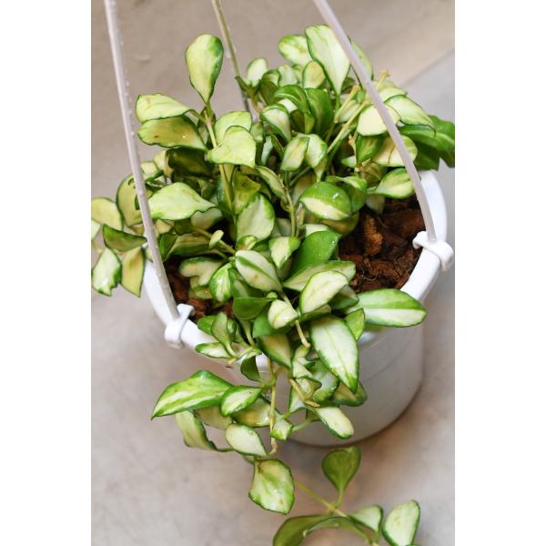 ホヤ ヘウスケリアナ バリエガータ 4号吊り鉢 観葉植物 多肉植物