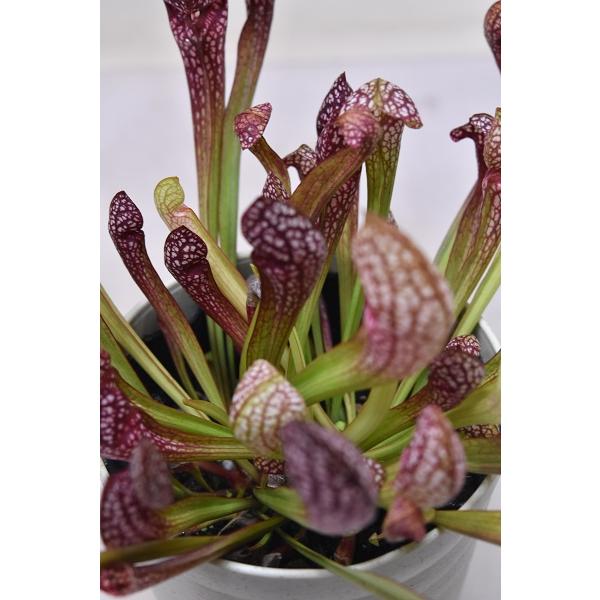 サラセニア スカーレットベル 4号鉢 食虫植物 1810 金井園芸 通販 Yahoo ショッピング