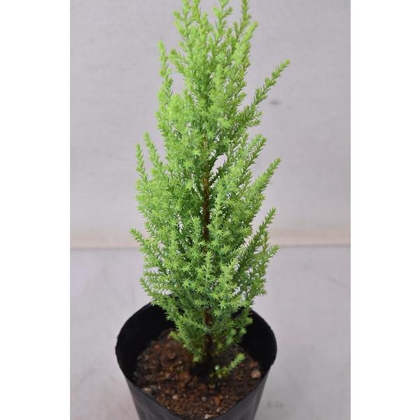 ゴールドクレスト ウィルマ 3 5号ポット コニファー 21 金井園芸 通販 Yahoo ショッピング