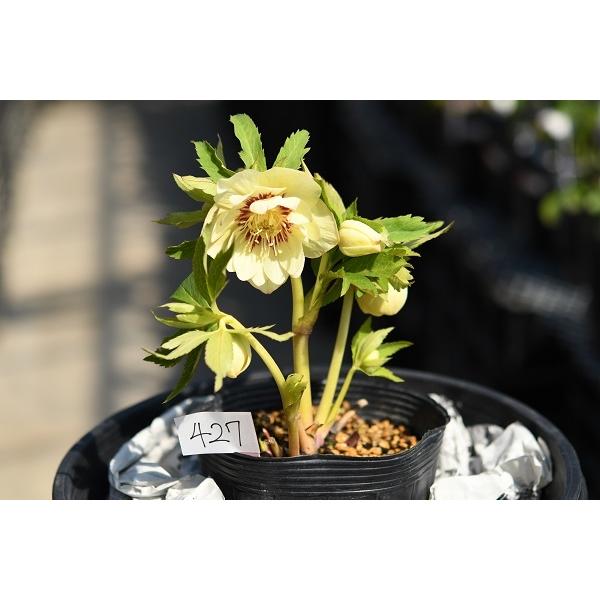 クリスマスローズ開花株 ｄｄゴールドフラッシュ 427 現品限り 2739 金井園芸 通販 Yahoo ショッピング