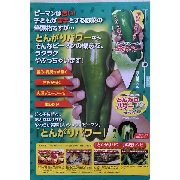 ジャンボピーマン とんがりパワー 自根苗 野菜苗 Sonicacts Com