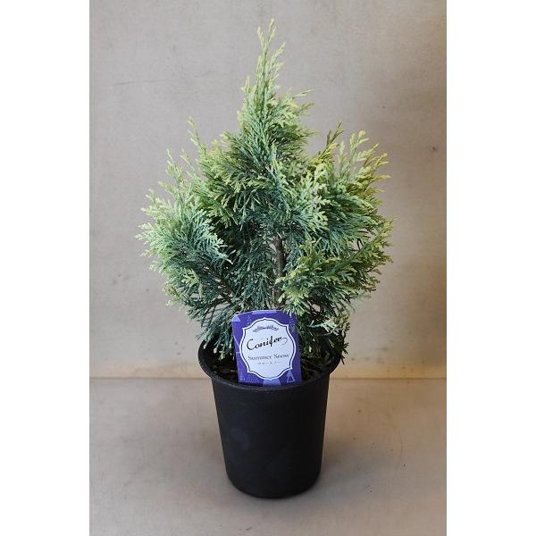 ローソンヒノキ コニファー サマースノー 苗木 3号ポット