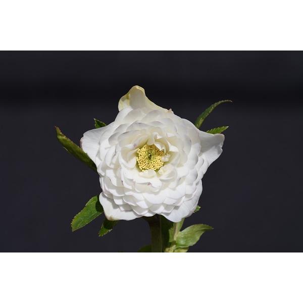 ラグビーボール型小玉スイカ 飛紅船ラルク 接木苗 家庭菜園 Sonicacts Com