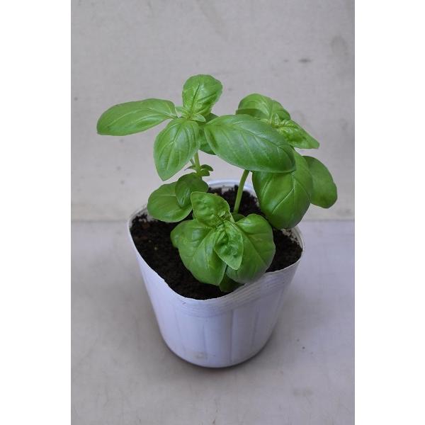 バジル 苗 期間限定 ハーブ 3 5号ポット