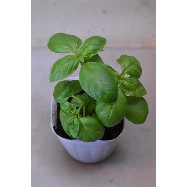 バジル 苗 期間限定 ハーブ 3 5号ポット