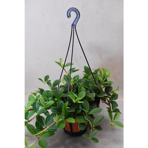 ペペロミア 楽天1位 フェアリー 観葉植物 4号鉢