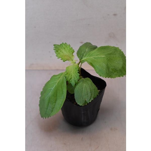 青シソ 苗 3号ポット 大葉 紫蘇