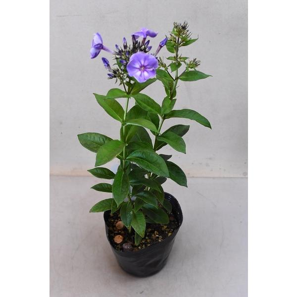 信憑 宿根フロックス ユニークオールドブルー 苗 4号ポット