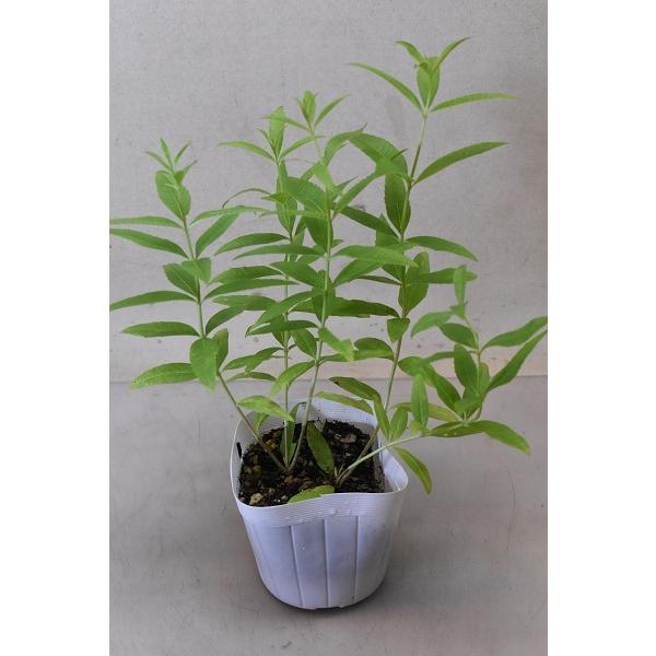 お買得 レモンバーベナ 苗 3 5号ポット ハーブ 直営限定アウトレット