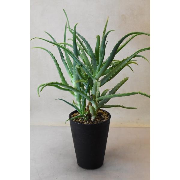 144円 大好き 木立アロエ 4号鉢 多肉植物