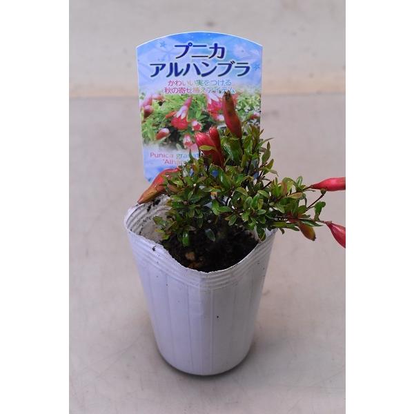 プニカ アルハンブラ 苗木 2 5号ポット 姫ザクロ 一才ザクロ 4692 金井園芸 通販 Yahoo ショッピング
