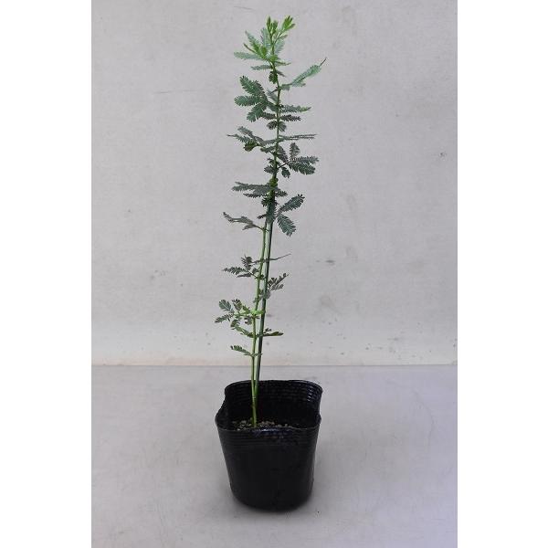 ミモザアカシア 苗木 3 5号ポット Smilesquadhouston Com