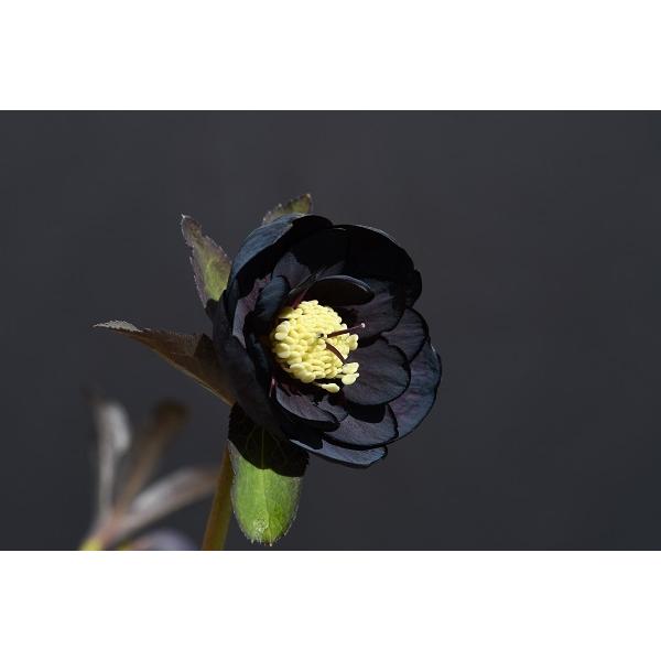 上等な クリスマスローズ開花株 Dd美黒姫小輪系ブラック 379 現品限り Pringlesjobs Be