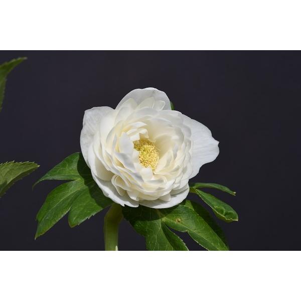 新作販売 クリスマスローズ開花株 訳ありdd多弁咲きホワイトゴールド 509 現品限り Pringlesjobs Be