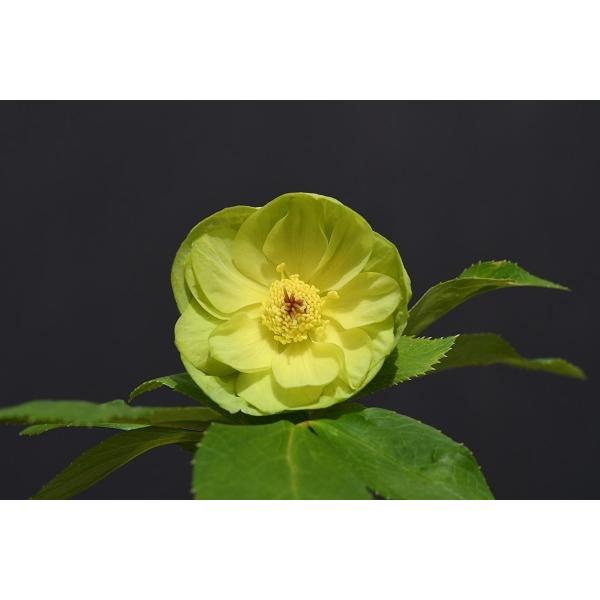 クリスマスローズ開花株 Ddメロングリーンゴールド 512 現品限り 特別セール品 512