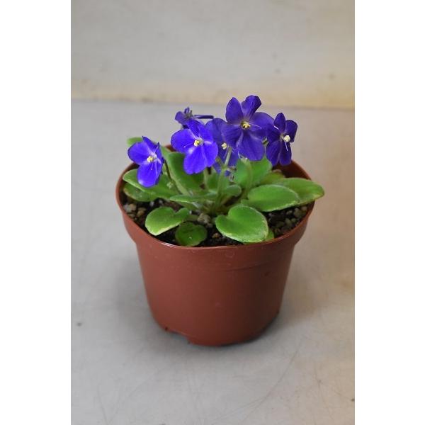 セントポーリア ブルー系 激安価格の 3号ポット