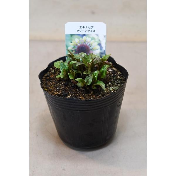 当店在庫してます エキナセア グリーンアイズ 3 5号ポット Aynaelda Com