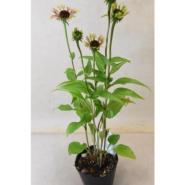 当店在庫してます エキナセア グリーンアイズ 3 5号ポット Aynaelda Com