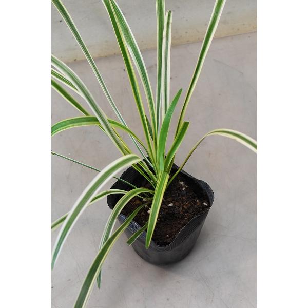 斑入りヤブラン 3.5号ポット : 金井園芸 - 通販 - Yahoo!ショッピング