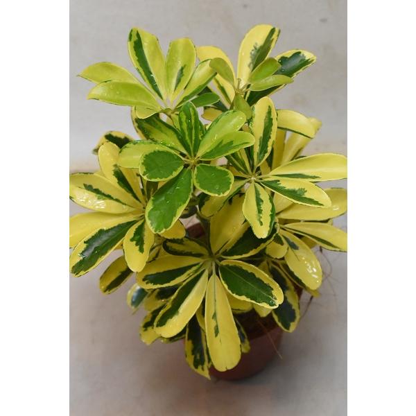 品揃え豊富でシェフレラ ハッピーイエロー 4号鉢 観葉植物 観葉植物