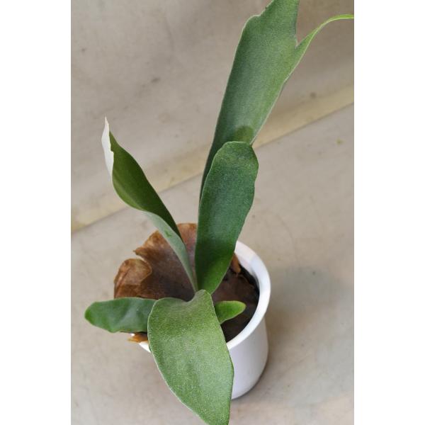 プラティセリウム ビフルカツム 4号ポット 観葉植物 : 金井園芸 - 通販