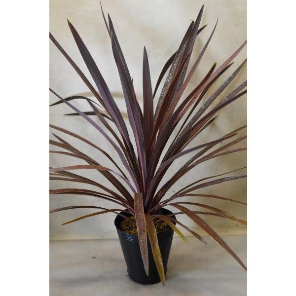 コルジリネ オーストラリス レッドスター 4.5号ポット ラベルなし 観葉