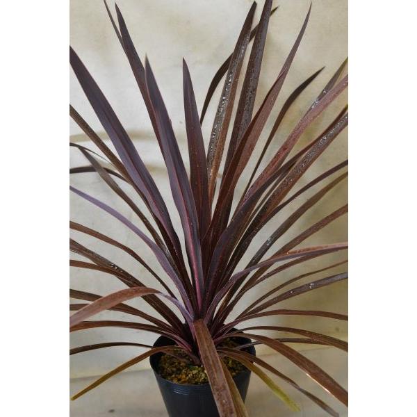 ⑭　コルジリネ　レッドスター　9号　4本立ち　最高等級 ⑭ コルジリネ レッドスター 9号 4本立ち 最高等級