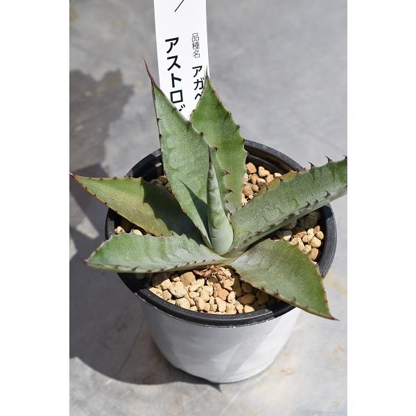 アガベ アストロビレンス メリクロン 苗 3号 観葉植物 : 金井園芸
