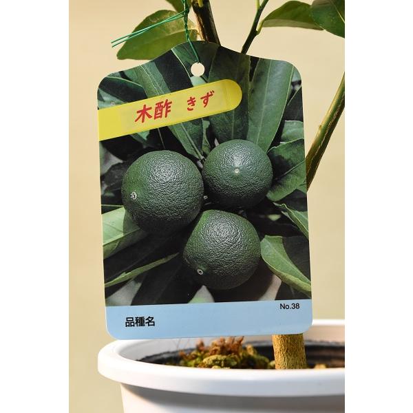 柑橘 木酢 接木苗 5号 鉢果樹 柑橘類｜kanaiengei｜04