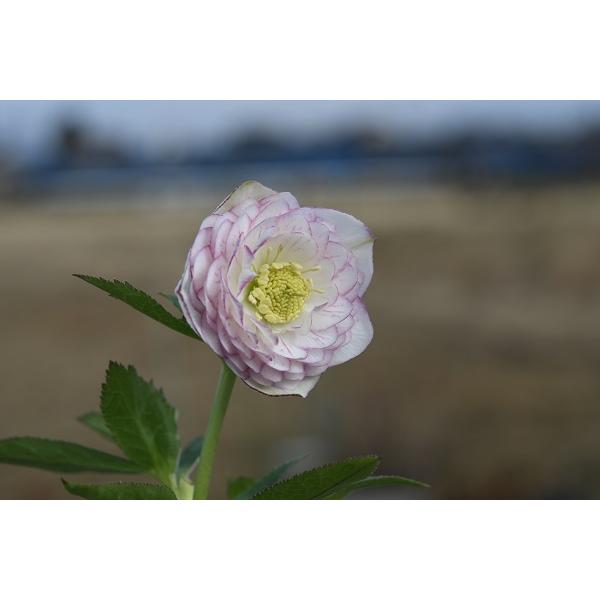 5557 多弁！ホワイトくっきりピコティ クリスマスローズ開花株 加藤