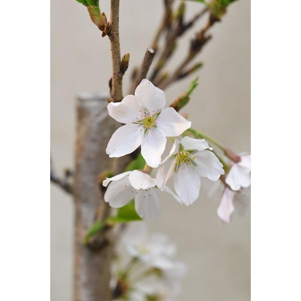 吉野桜 苗木 4.5号ポット 花木 桜 : 金井園芸 - 通販 - Yahoo