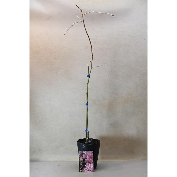 ■新着！　枝垂れ桜の苗木　お譲りします　① 桜の苗木 八重枝垂れ紅 【花木苗 5号／1個売り】｜ 【植物の