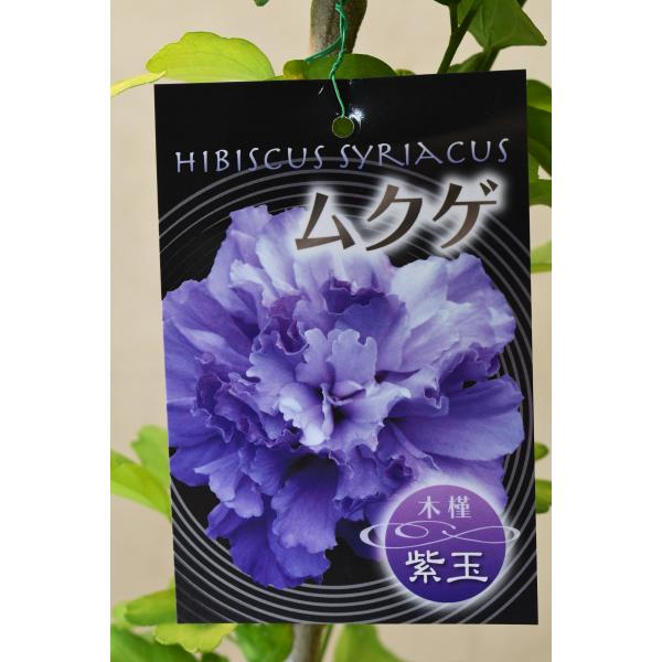 ムクゲ紫玉　矮性種　落葉低木 ムクゲ 紫玉 苗木 5号ポット 花木 : 金井園芸 - 通販 - Yahoo!ショッピング