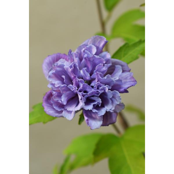 ムクゲ 紫玉 苗木 5号ポット 花木 : 金井園芸 - 通販 - Yahoo!ショッピング