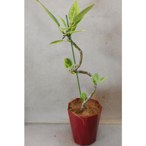 フィカス アルティシマ 曲げ仕立て 4.5号鉢 : 金井園芸 - 通販 - Yahoo