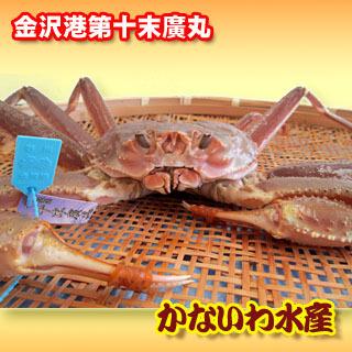 【送料無料】金沢より活発送！最高級！厳選！第十末廣丸限定！ブランドズワイガニ 加能ガニ (中)