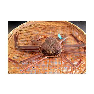 【送料無料】金沢より活発送！最高級！厳選！第十末廣丸限定！ブランドズワイガニ 加能ガニ (中) 