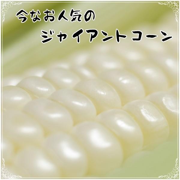おつまみ ジャイアントコーン 1kg スパイシーペッパー ソルト味 業務用サイズ Kt1000 Giantcoon 金山とまと 通販 Yahoo ショッピング