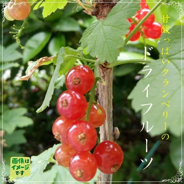 ドライクランベリー 人気サイズ 500g 甘酸っぱさがくせになる美味しさ【送料無料】 :KT500-cranberry:金山とまと - 通販 - Yahoo!ショッピング ドライクランベリー 人気サイズ 500g 甘酸っぱさがくせになる美味しさ【送料無料】 :KT500-cranberry:金山とまと - 通販 - Yahoo!ショッピング